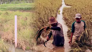 চলতি মাসে গত ৫০ বছরের চেয়ে বেশি বৃষ্টিপাতের  সম্ভাবনা ভারতে